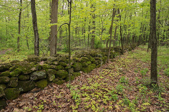 Stone Wall Forest
