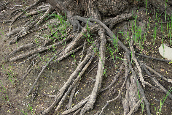 Willow Tree Roots