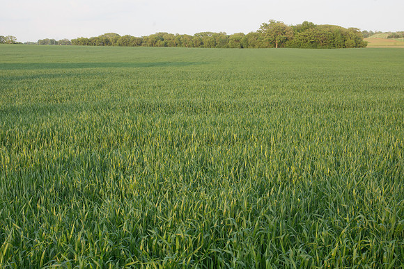 Winter Wheat Field