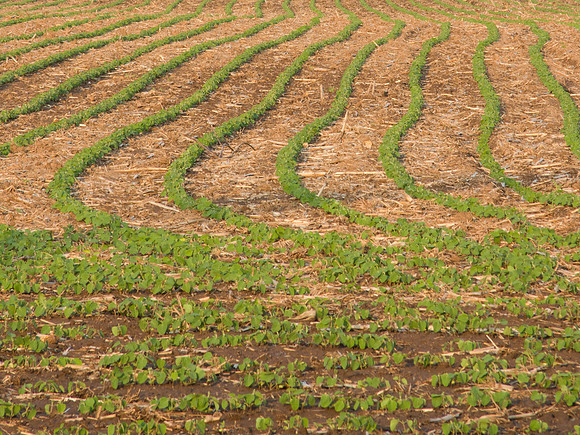 Young Soybean Field