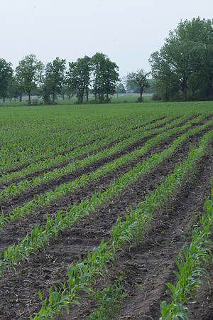 Young Corn Field