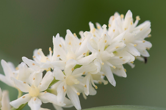 Starry False Solomon's  Seal