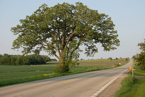 Rural Oak Tree Road
