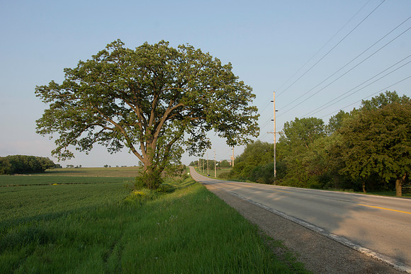Oak Tree Road