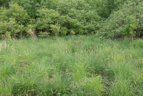 Sedge on Edge