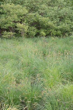 Sedge on Edge