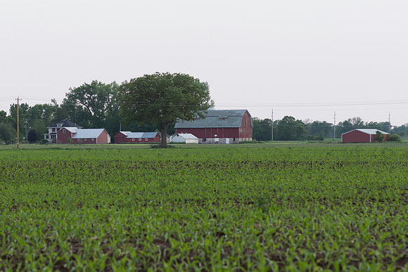 Corn Farm