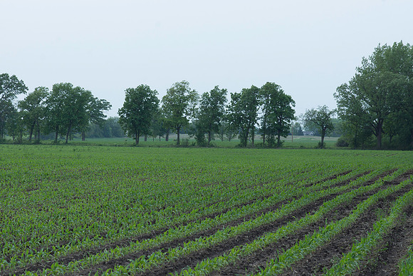 Corn Plant Row