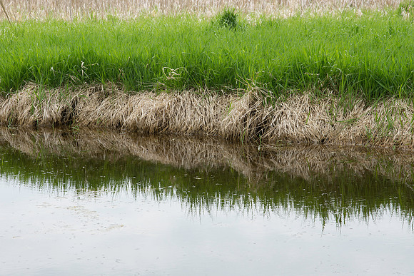 Ditch Reflection