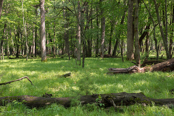 Forest floor grass