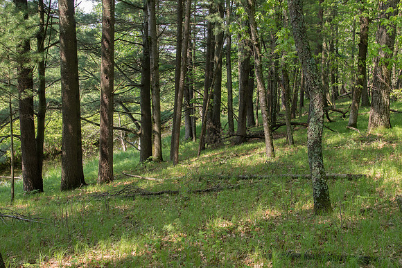 Forest light