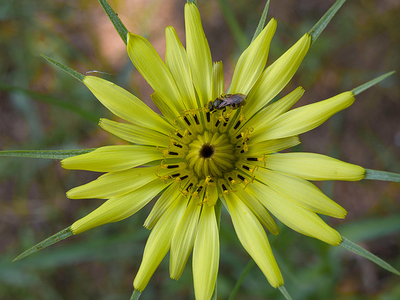 Goat's beard flower