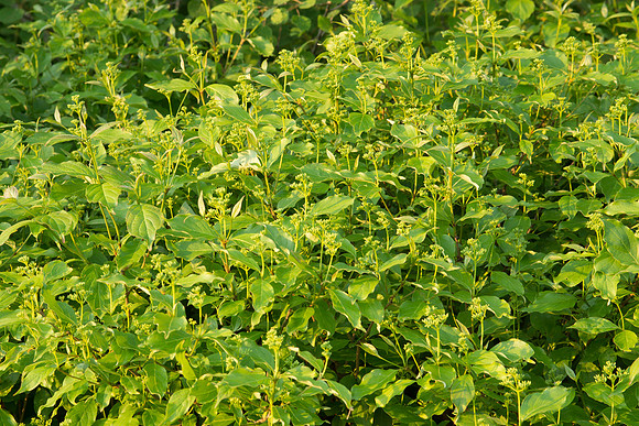 Late light dogwood
