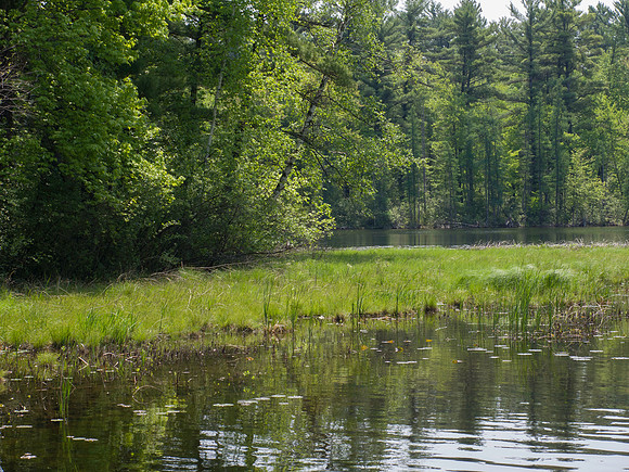 Lake Shore Wetland