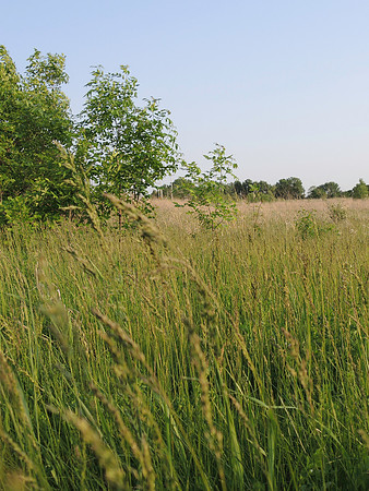 Grasses Low