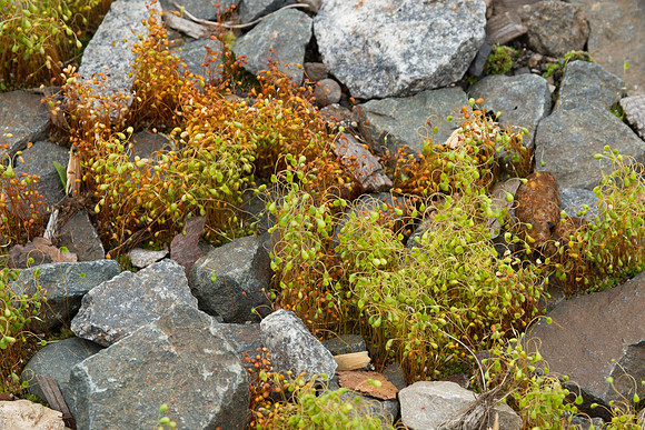 Moss in rocks