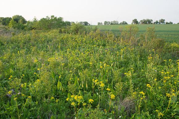 Original prairie field