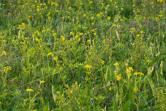 Original Prairie