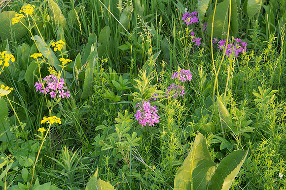 Prairie Plants