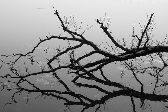 Tree in the Water