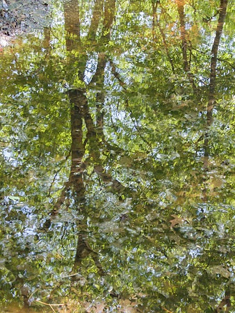Tree relection