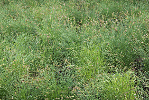 Tussock Sedge