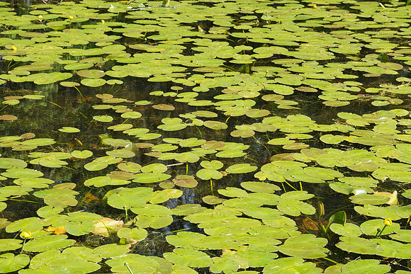 Spatterdock  Nuphar avenda