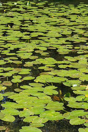 Spatterdock  Nuphar avenda