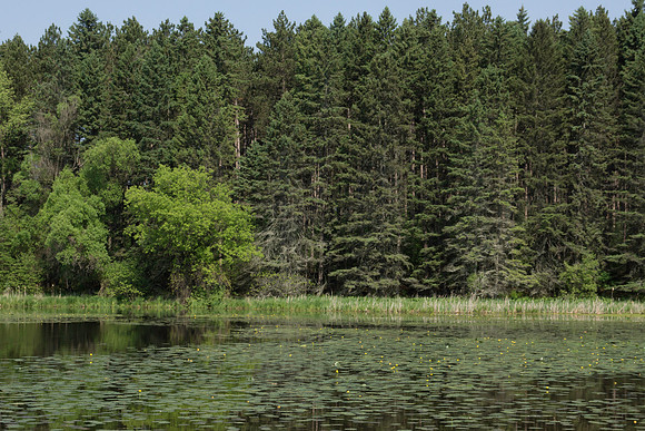Water Lily Lake