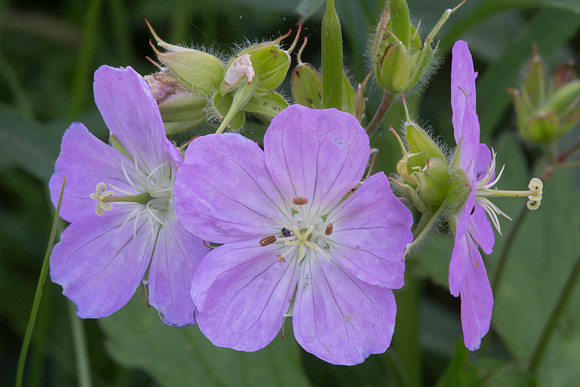 Wild Geranium Closeup