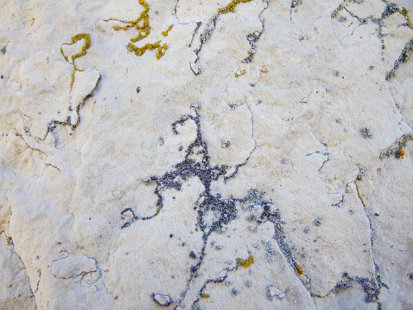 Lichen on Limestone