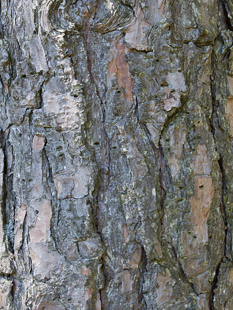 Scotts Pine (Pinus sylvestris) bark