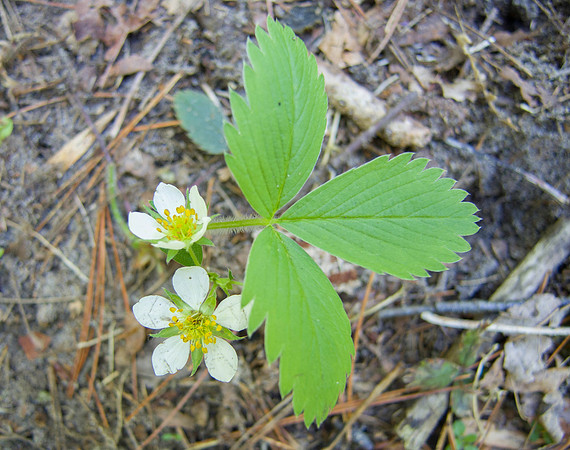 Wild Strawberry