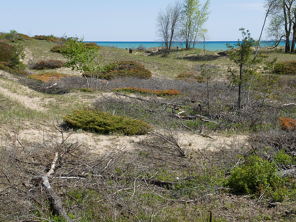 Beach Stabilizing Plants