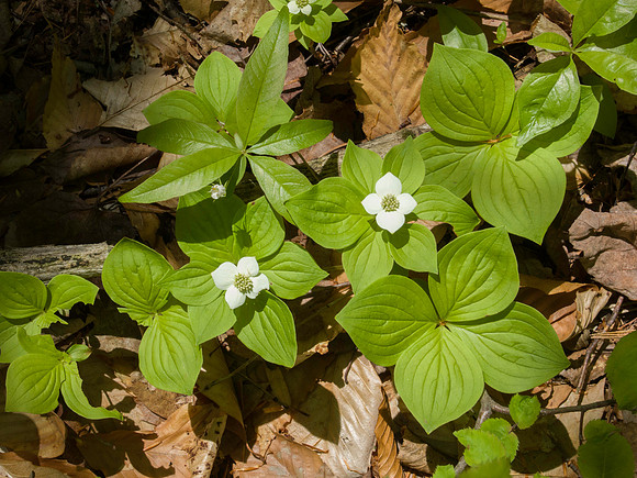 Bunchberry Flowers