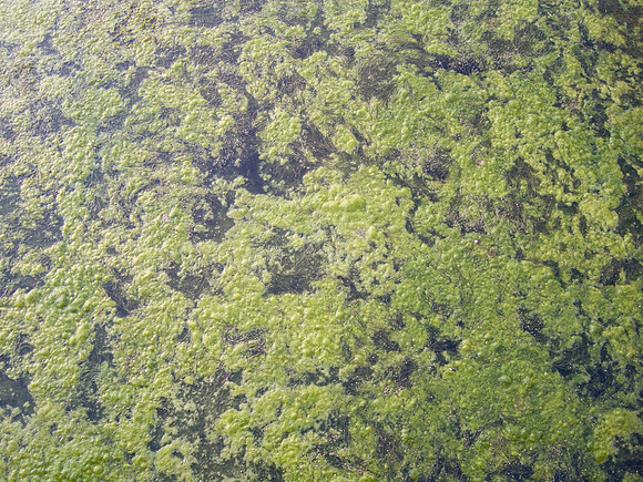 Filamentous Algae