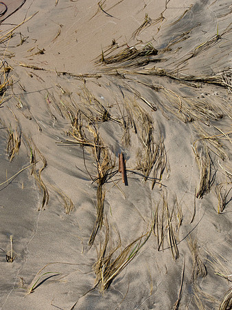 Flowing Roots