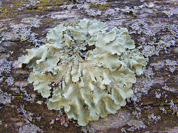 Foliose lichen on post