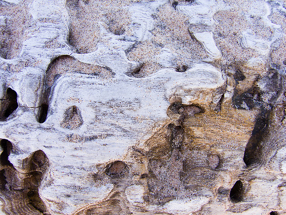 Insect Galleries in Wood