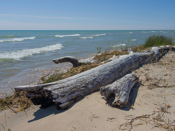 Lake Michigan Driftwood Log