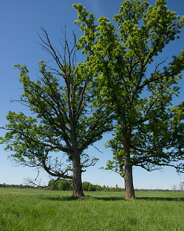 Two Bur Oak Trees