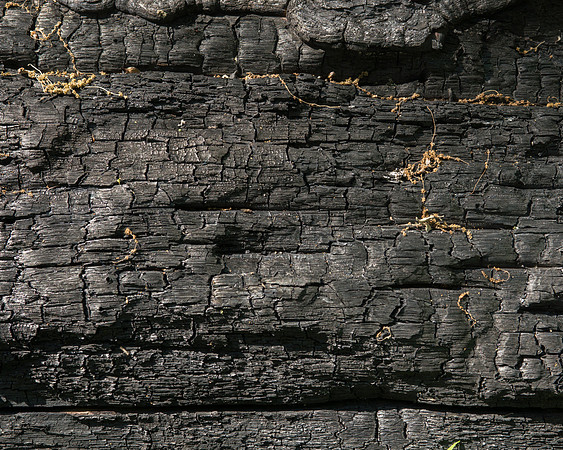 Charred Log