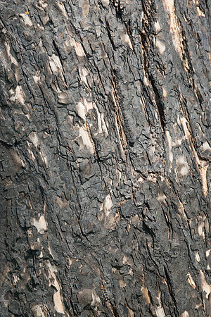 Charred Willow Tree