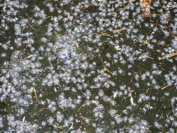 Cottonwood Seed Water