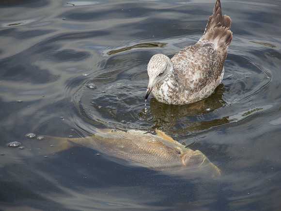 Seagull Feeding