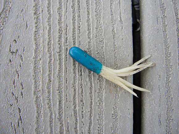 Lure on the Dock