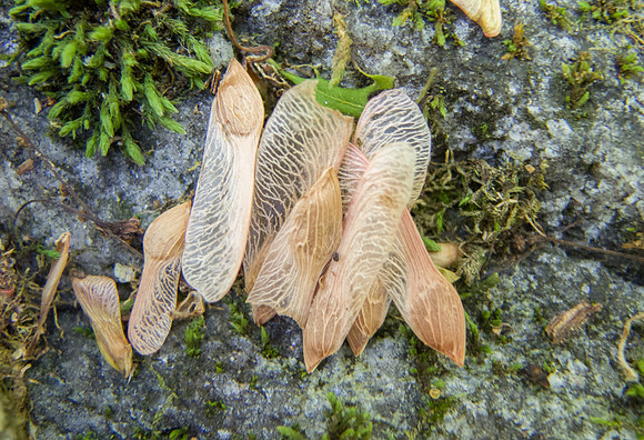 Red Maple Seeds