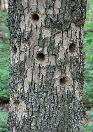 Woodpecker holes - Ash Tree
