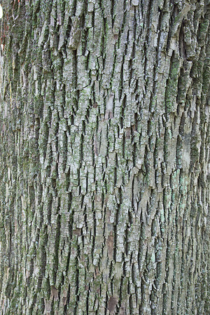 White Ash Tree Bark