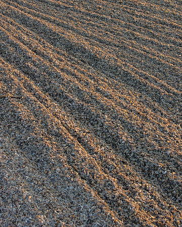 Zebra Mussel Shell Shore Background